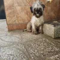 سگ نژاد پودل کراس