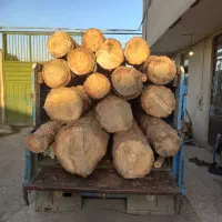 خریدو فروش و هرس چوب