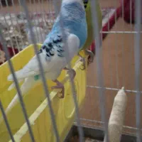 مرغ عشق