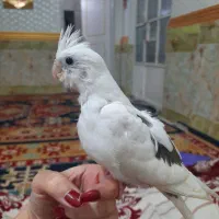 عروس هلندی رنگ نادر و کمیاب