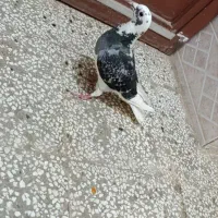 ماده ابلغ دم سفیدپاک