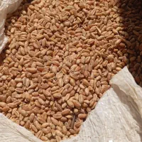 گندم|خوردنی و آشامیدنی|بندر امام خمینی, |دیوار