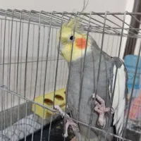 عروس هلندی دستی سخنگو نر