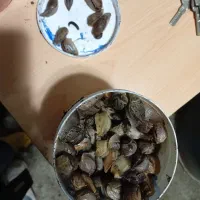 حلزون باغی|خزنده|پرهسر, |دیوار