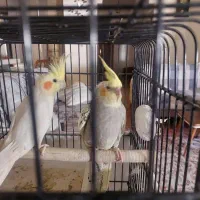 عروس هلندی