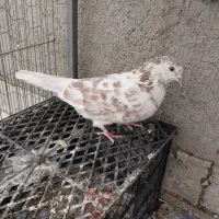کفتر|پرنده|گرمسار, |دیوار