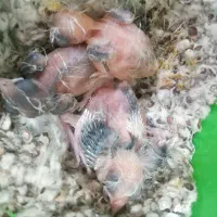 جوجه سهره قناری ابلغ