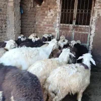 بره نر ماده میش