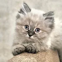 بچه گربه|گربه|کرج, مهرویلا شمالی|دیوار