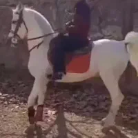 کشش سیلمی اسب عرب .و فروش