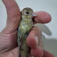 جوجه سهره قناری