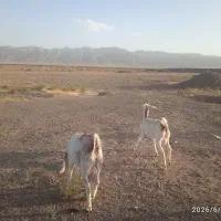 دوعددبزدورگ سانن وپاکستانی