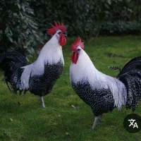 جوجه زینتی