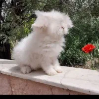 خرگوش اصیل