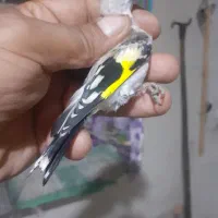 جوجه سهره نر