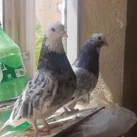 کفتر