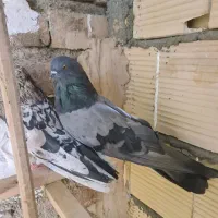 کبوتر سرور تهرانی کشیده نوک ریز