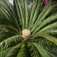 سیکاس بالای ۳۰ سال