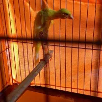 یک عدد قناری جیور