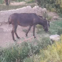 خرماده گله ای جلد بسیار آرام ونجیب