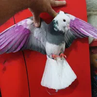 کفتر پرشی (گرفتنی بلندی)