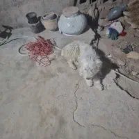 سک پاکوتا
