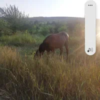 اسب|اسب و تجهیزات اسب‌سواری|چهارباغ, |دیوار