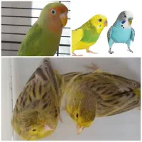 انواع پرنده