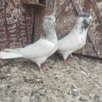 جفت کله ای کلای