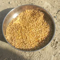 گندم م دیم برای ارد و کبوتر