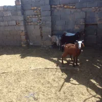 ۴بزغاله ماده