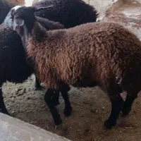 بره ماده