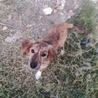 سگ پاکوتاه ماده