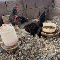 جوجه دورگ ویاندوت و گلین