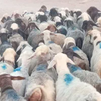 قوچ‌جوان ومیش دوبهر درشت آبستن