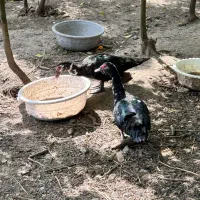 فروش اردک نر اسراییلی