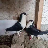 جفت نرماده امری