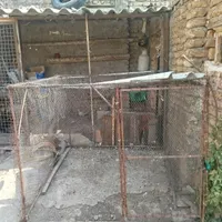 لانه ی پرنده