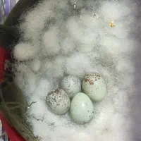 تخم قناری