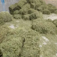 یونجه بدون علف تمیز ۵۰بسته
