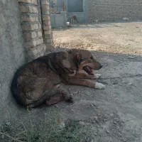 سگ  گله|سگ|جوادآباد, |دیوار