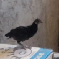 جوجه 3 ماهه
