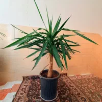 گل یوکا تنه‌دار