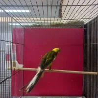 قناری نر رسمی مست