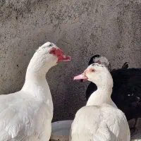 اردک غاز باغ قو اسرائیلی روسی سفید زینتی