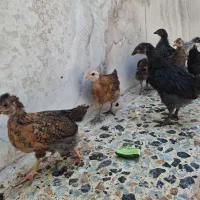 جوجه ۴۰ روزه بومی