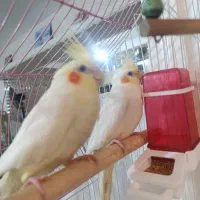 عروس هلندی