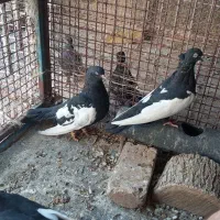 سینه سیاه