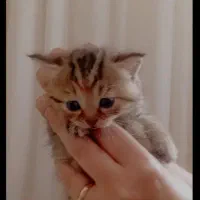 گربه پرشین ملوس و توبغلی جنسیت نر میکس