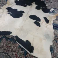 پوست گاو